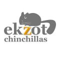 Питомник по разведению шиншилл "ekZot-chinchillas"